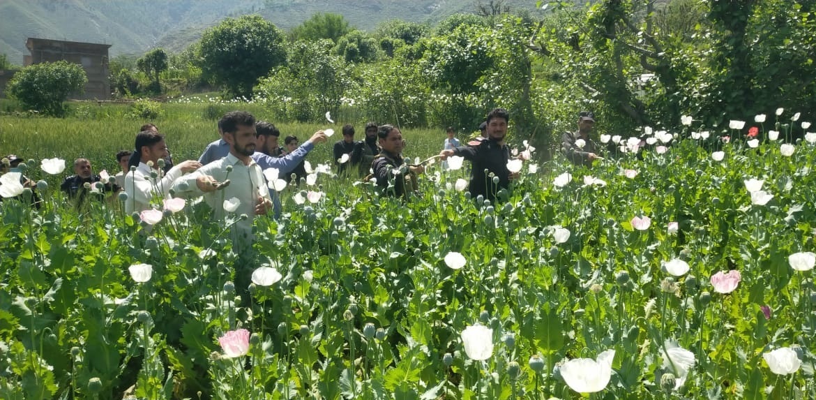 باجوڑ میں 201 کنال اراضی پر پوست کی فصل تلف