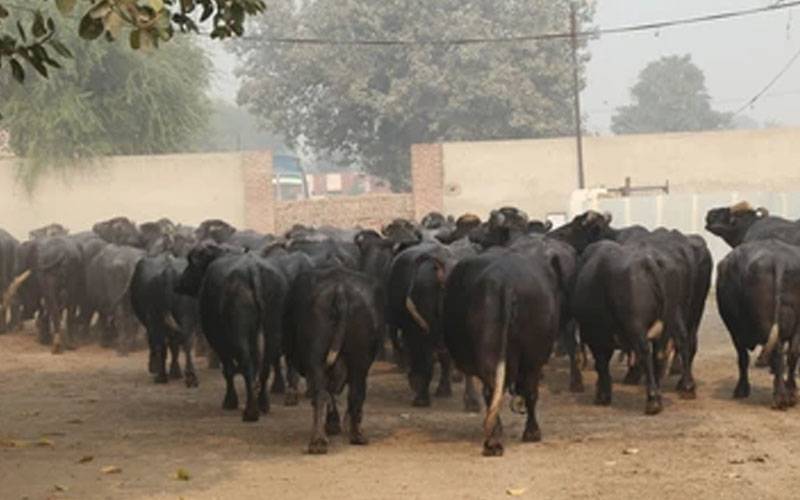 مظفرگڑھ میں ڈکیتی کی انوکھی واردات  30 ڈاکوؤں کی یلغار، 180 بھینسیں لے گئے