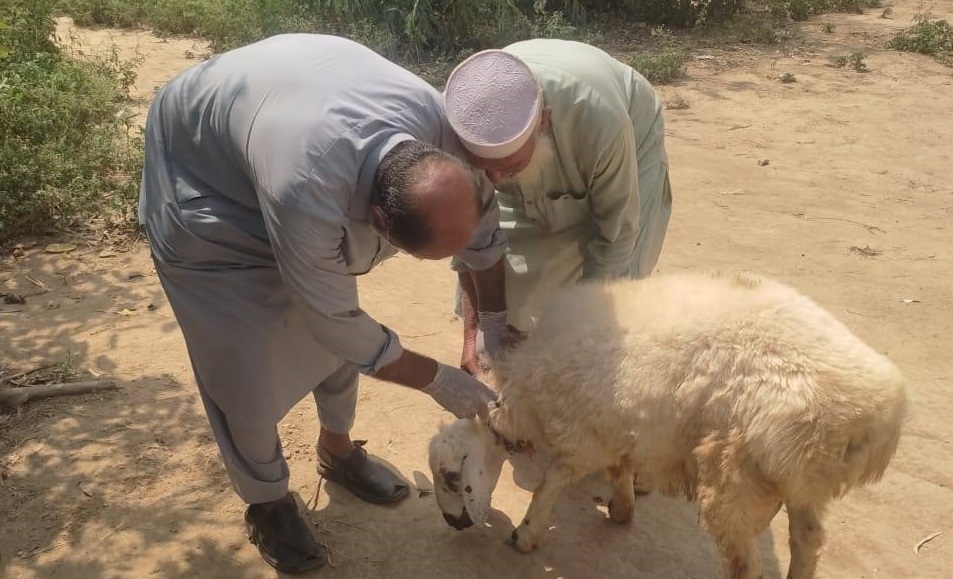 باجوڑ: اینتھراکس بیماری سے متاثرہ جانوروں کیلئے ویکسنیشن کا آغاز