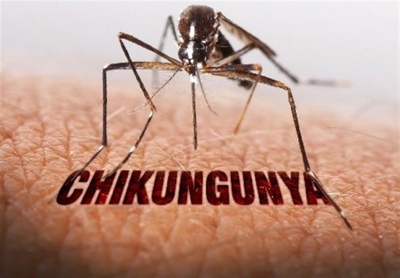 سفید ڈھیری پشاور میں چکن گونیا کی وبا، 16 کیسز کی تصدیق، محکمہ صحت نے کنٹرول روم قائم کردیا۔