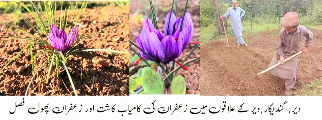 اپر دیر میں پہلی بار زعفران کی پیداورا کی کامیاب تجربہ، منافع بخش پیداوار سے لوگوں کی روزگار اور آمدن میں اضافہ 