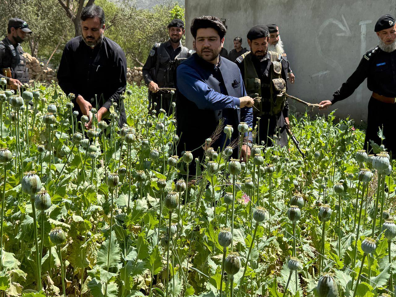 باجوڑ میں 10کنال اراضی پر افیون کی فصل پر زہریلی اسپرے کرکے تلف کیا گیا۔