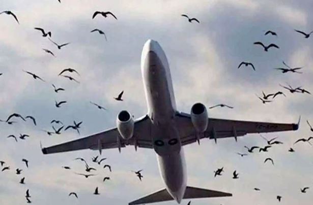 پاکستان کی فضائی صنعت میں نئی پیش رفت، ساؤتھ ایئر کی اندرونِ ملک پروازوں کا آغاز