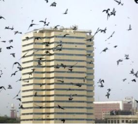 تل ابیب کی فضا میں کوؤں کے جھُنڈ، وائرل ویڈیو نے سوشل میڈیا پر نئی بحث چھیڑ دی 