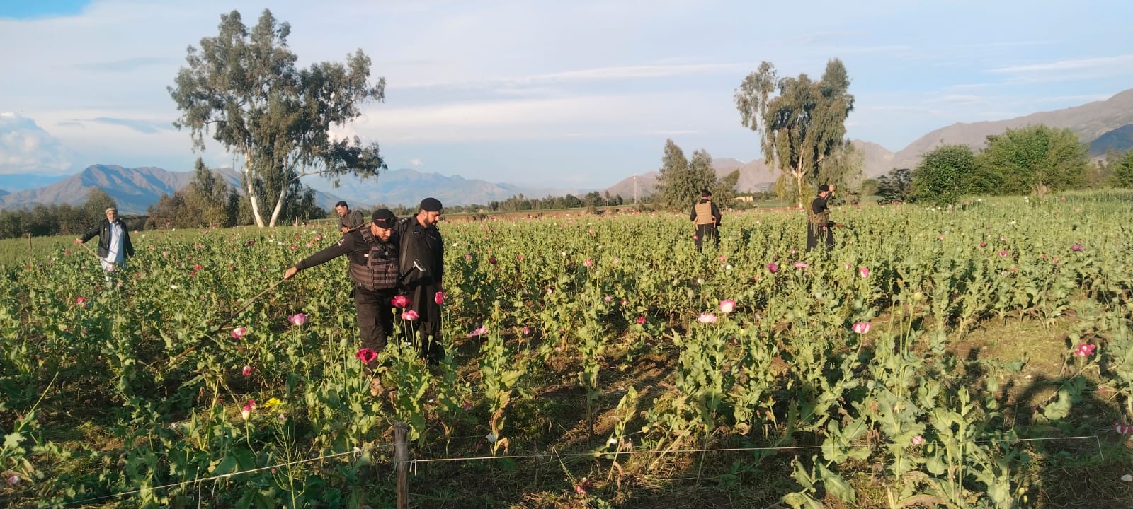 باجوڑ: ضلعی انتظامیہ کی بڑی کارروائی ،بڑے پیمانے پر کوکنار کی فصل تلف 