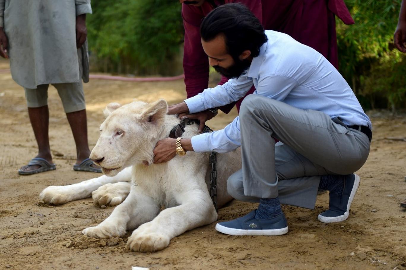 پالتو جانوروں کی کی دیکھ بھال میں لاپرواہی برتنے  پر مالکان کو سخت سزائیں دینے کا فیصلہ