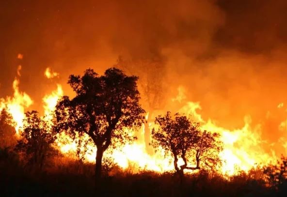 الجیریا میں جنگلات کی آگ بے قابو، 12 افراد جاں بحق اور 54 زخمی